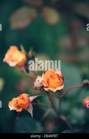 Orangefarbene Rosenblätter an Strauch, pink, Nahaufnahme Stockfoto