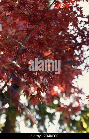 Japanischer Fan-Ahorn im Herbst, Pflanzendetails, acer Palmatum Stockfoto