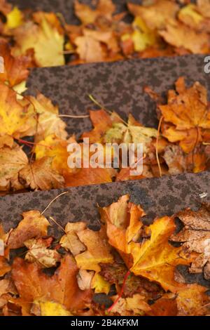 Die Nahaufnahme der Blätter im Herbst liegen auf der Treppe. Stockfoto