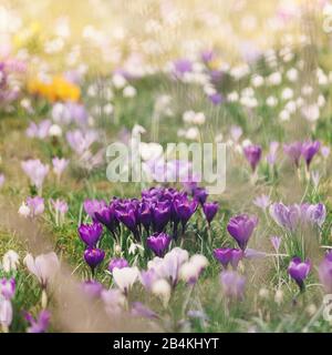 Krokusse in Blumenwiese, Krokus, Entfremdung Stockfoto