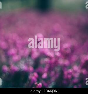 Krokusse in Blumenwiese, Krokus, Entfremdung Stockfoto