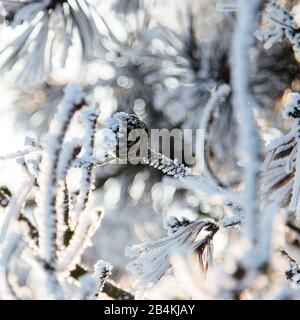 Kiefernzweig mit Kegeln im Winter mit Huffrost, Nahaufnahme Stockfoto