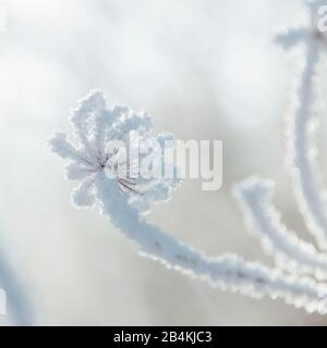 Pflanzen Sie im Winter mit Hochfrostkristallen aus nächster Nähe Stockfoto