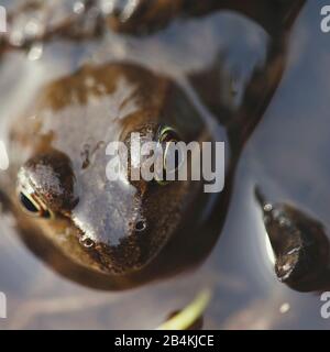 Frosch im Wasser, Laichzeit, Nahaufnahme Stockfoto