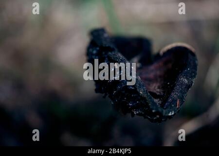 Pilze im Wald, in der Nähe Stockfoto