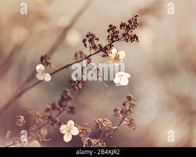 Pflanzendetails, Zweig mit getrockneten Blumen, Nahaufnahme, Sepia Stockfoto