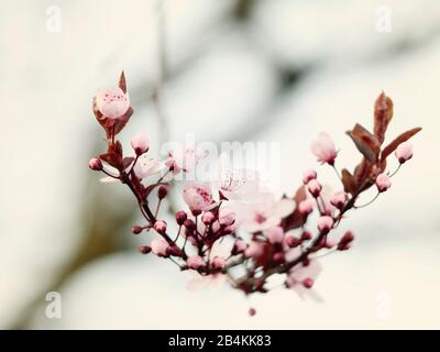 Blühende Blutpflaume, Nahaufnahme, Prunus cerasifera Stockfoto