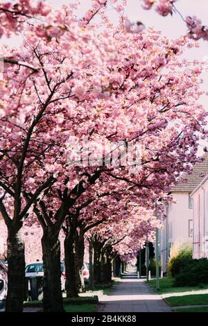 Blühende Bäume am Straßenrand, japanische Kirsche, Prunus serrulata Stockfoto