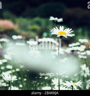 Blühende Gänseblümchen in Blumenwiese, Leucanthemum Stockfoto