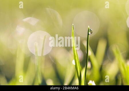 Naturdetails, Wassertropfen auf Grashalmen, Nahaufnahme Stockfoto