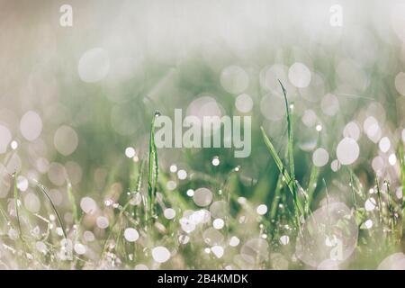 Naturdetails, Grashalme mit Tropfen Tau, Nahaufnahme Stockfoto