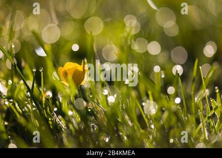 Naturdetails, Wassertropfen auf Grashalmen, Nahaufnahme Stockfoto