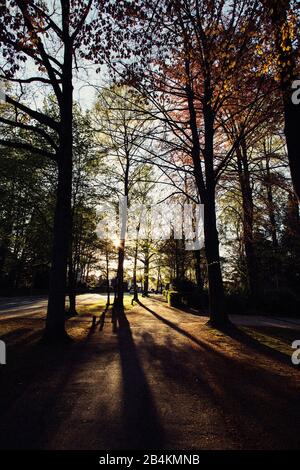 Herbstbäume im Park bei Sonnenuntergang Stockfoto