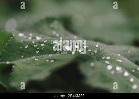 Wasser fällt auf Blatt, Nahaufnahme, lotus-effekt Stockfoto