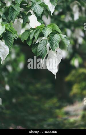 Blühender Taschentuchbaum, Nahaufnahme, Davidia involucrata Stockfoto