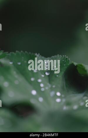 Wasser fällt auf Blatt, Nahaufnahme, lotus-effekt Stockfoto