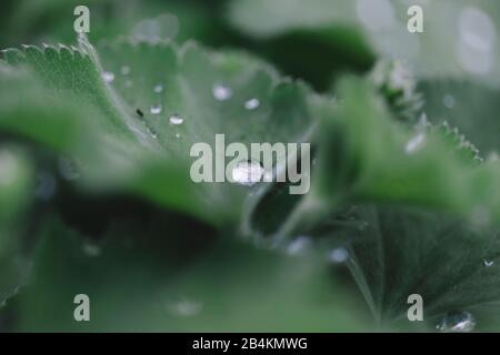 Wasser fällt auf Blatt, Nahaufnahme, lotus-effekt Stockfoto