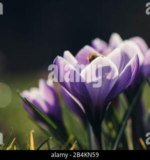 Biene auf Krokusblüte, Nahaufnahme, Krokus Stockfoto