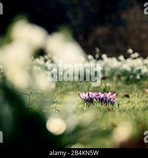 Quellwiese mit Krokussen und Schneefall Stockfoto