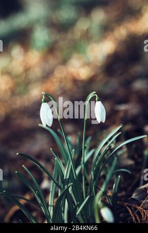 Schneefälle im Wald, galanthus, Nahaufnahme Stockfoto