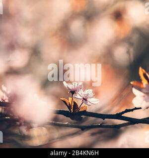 Blühende Pflaume, Detail, Prunus cerasifera Stockfoto