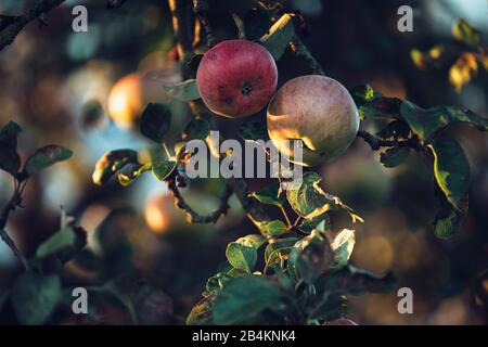Apfelbaum im Herbst, Detail Stockfoto