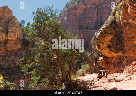 USA, Utah, Washington County, Springdale, Zion National Park, Landschaft am Zion, Weg zum Canyon Overlook Stockfoto