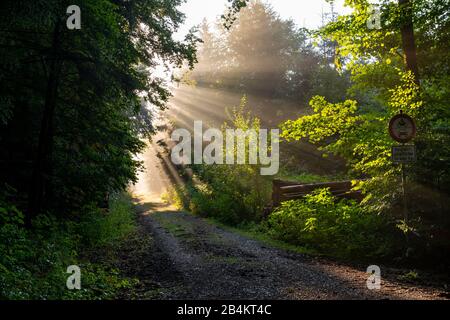 Sonnenstrahlen durchdringen die Bäume im Wald, Bayern, Deutschland, Europa Stockfoto