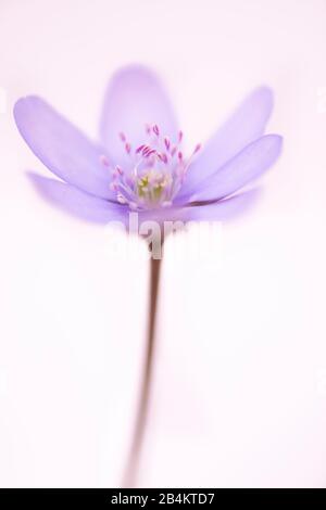 Deutschland, Bayern, Naturschutzgebiet, um Hepatica nobilis zu sehen Stockfoto