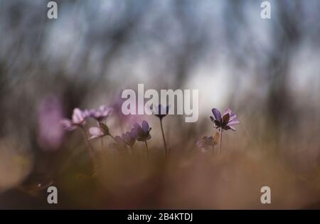 Deutschland, Bayern, Naturschutzgebiet, um Hepatica nobilis zu sehen Stockfoto