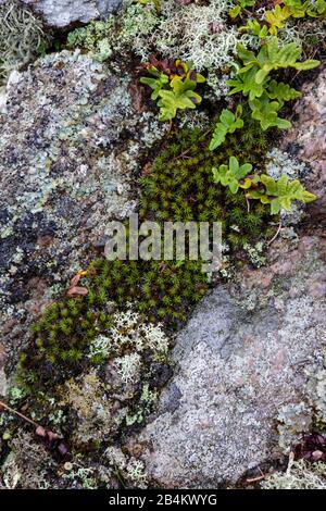 Europa, Dänemark, Bornholm, Svaneke. An den Steinen an den Ufern der rauen Ostküste wachsen Flechten und flache, grüne Pflanzen. Stockfoto