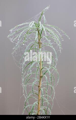 Europa, Dänemark, Bornholm. Der dicke Nebel hinterlässt viele kleine Wasserperlen auf einer jungen Baumspitze in den Wäldern der Paradisbak-Kerne. Stockfoto