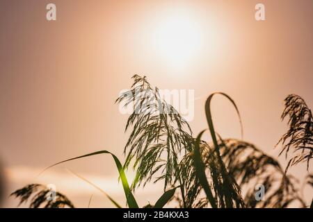 Schilfrohr, Phragmites australis, Sonnenaufgang, Federsee, Bad-Buchau, Baden-Württemberg, Deutschland, Stockfoto