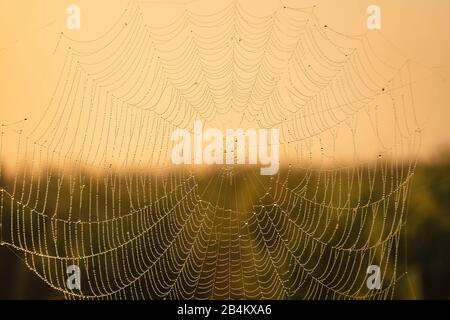 Spinnennetz, Wassertropfen, Sonnenaufgang, Federsee, Bad-Buchau, Baden-Württemberg, Deutschland, Stockfoto