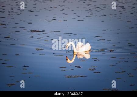 Schwan, Cygnus, Federsee, Bad-Buchau, Baden-Württemberg, Deutschland, Stockfoto