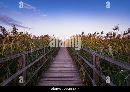 Anlegesteg, Sonnenaufgang, Federsee, Bad-Buchau, Baden-Württemberg, Deutschland, Stockfoto