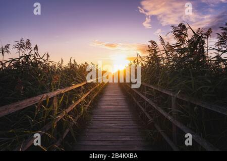 Anlegesteg, Sonnenaufgang, Federsee, Bad-Buchau, Baden-Württemberg, Deutschland, Stockfoto