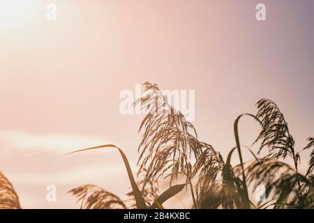 Schilfrohr, Phragmites australis, Sonnenaufgang, Federsee, Bad-Buchau, Baden-Württemberg, Deutschland, Stockfoto