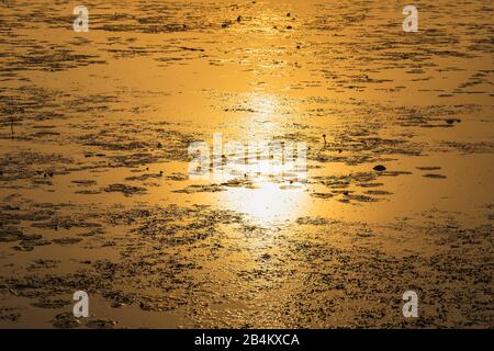 Sunrise, Federsee, Bad-Buchau, Baden-Württemberg, Deutschland, Stockfoto