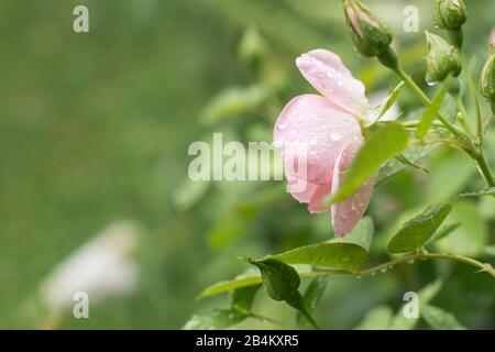Rose im Garten Stockfoto