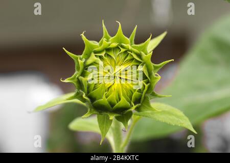 Geschlossene Sonnenblume im Garten Stockfoto