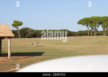 Zebras im Brijuni-Nationalpark Stockfoto