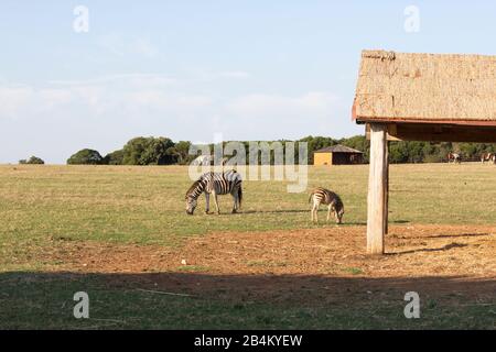 Zebras im Brijuni-Nationalpark Stockfoto