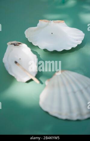 DIY Kerzen in den Conch Shells für den Sommer Stockfoto