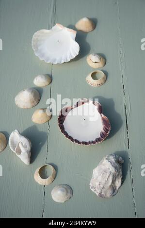 DIY Kerzen in den Conch Shells für den Sommer Stockfoto