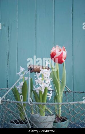 Federblumen im Drahtkorb Stockfoto