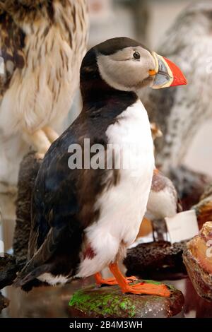 Ausstellung, Shark Museum, Island, Europa Stockfoto