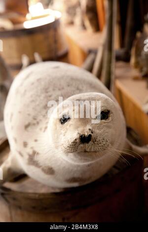 Ausstellung, Shark Museum, Island, Europa Stockfoto