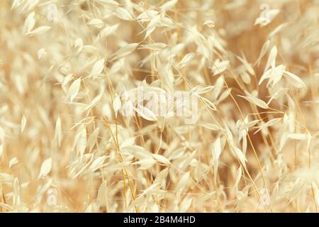 Gewöhnlicher Wildoat [Avena fatua] Stockfoto