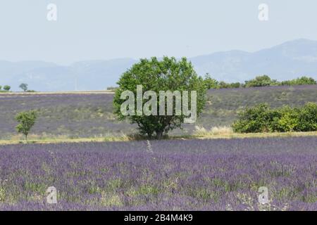 Schöne Reihen von Lavendelbüschen bereit zur Ernte Stockfoto